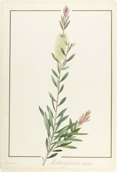 Metrosideros Pallida, 1812 da Pierre Joseph Redouté